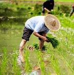 小型氣象站在農(nóng)業(yè)種植方面的應用